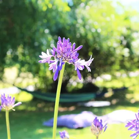 מלון Le Permayou Accous